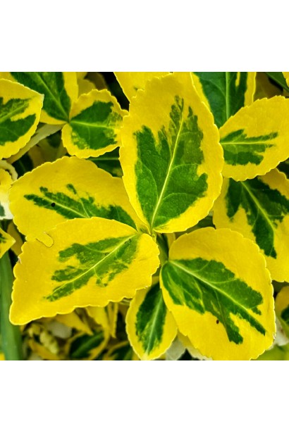 Бруслина Форчуна Емеральд енд Голд на штамбі зелене листя з жовтою облямівкою